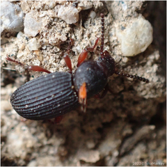 Apsena laticornis