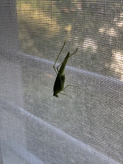 Phaneroptera nana