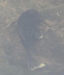 Hypostomus