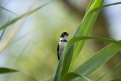 Sporophila morelleti morelleti