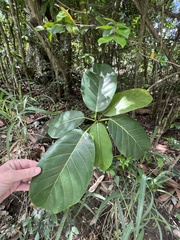 Ficus trigonata