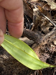 Cryptostylis subulata