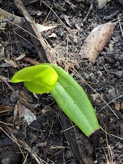 Cryptostylis subulata