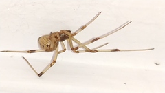 Latrodectus geometricus