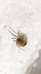 Steatoda triangulosa