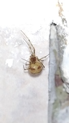 Steatoda triangulosa
