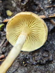 Pholiota stratosa