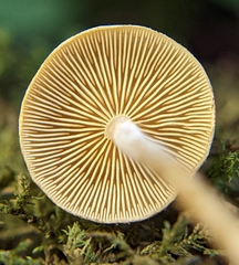 Pholiota stratosa