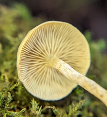 Pholiota stratosa