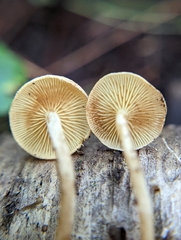 Pholiota stratosa