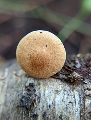 Pholiota stratosa