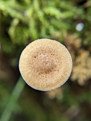 Pholiota stratosa