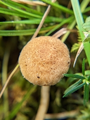 Pholiota stratosa