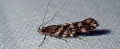 Aristotelia ericinella