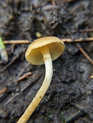 Pholiota stratosa