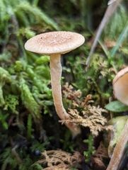 Pholiota stratosa