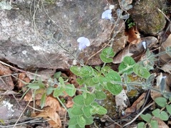 Salvia aequidistans