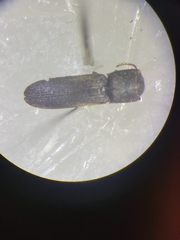 Melasinae