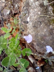 Salvia aequidistans