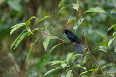 Lampropsar tanagrinus