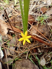 Hypoxis decumbens