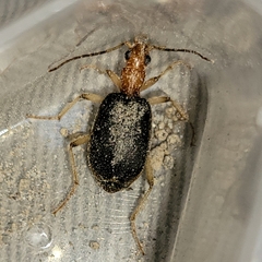 Brachinus adustipennis