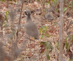 Rhinoptilus chalcopterus