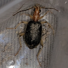 Brachinus adustipennis