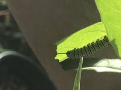 Danaus plexippus
