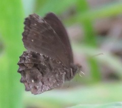 Praepedaliodes phanias