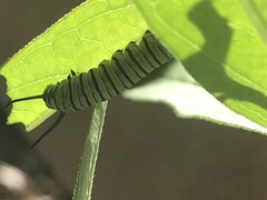 Danaus plexippus