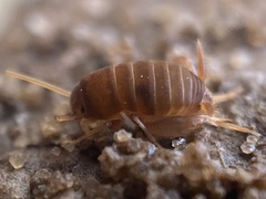 Myrmecophilus pergandei