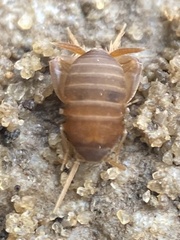 Myrmecophilus pergandei