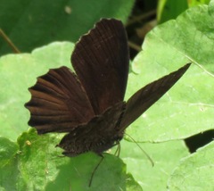 Praepedaliodes phanias