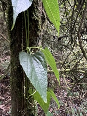 Cucurbitaceae