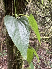Cucurbitaceae