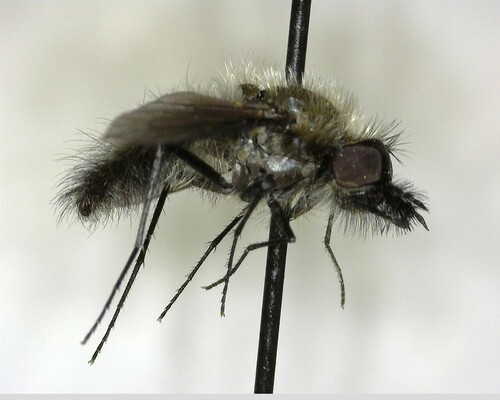 iNaturalist observation photo of Conophorus