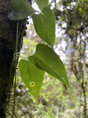 Cucurbitaceae
