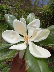 Magnolia pacifica