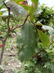Magnolia pacifica