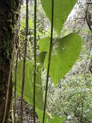 Cucurbitaceae