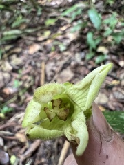 Cucurbitaceae