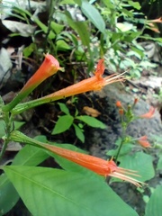 Cuphea appendiculata