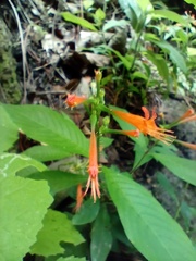 Cuphea appendiculata