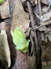Cucurbitaceae
