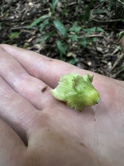 Cucurbitaceae