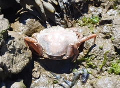 Carcinus maenas