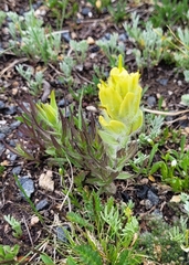 Castilleja arachnoidea