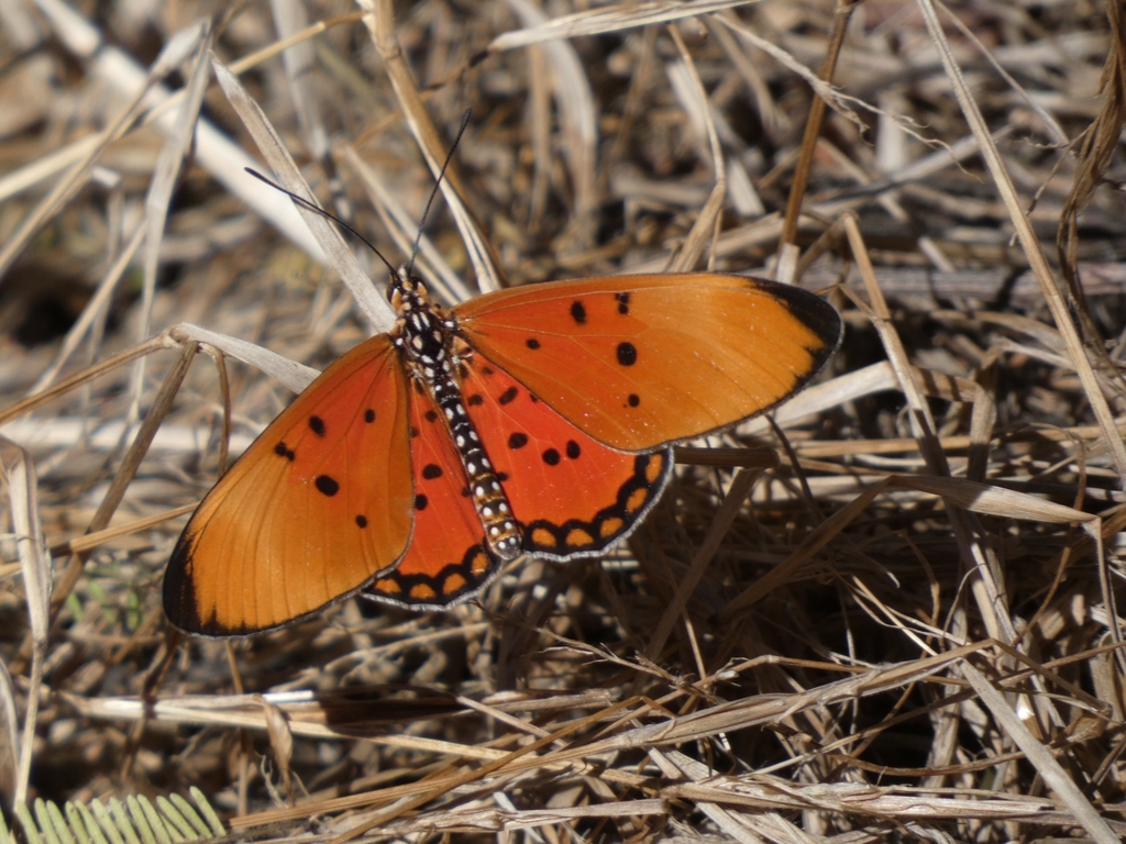 Fiery Acraea