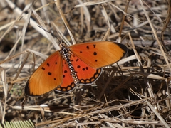 Acraea acrita